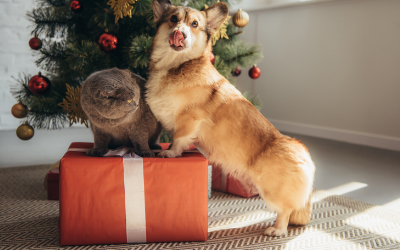 dog on a present at christmas