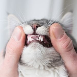 cat teeth dental care