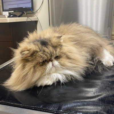 cat waiting for ultrasound checkup