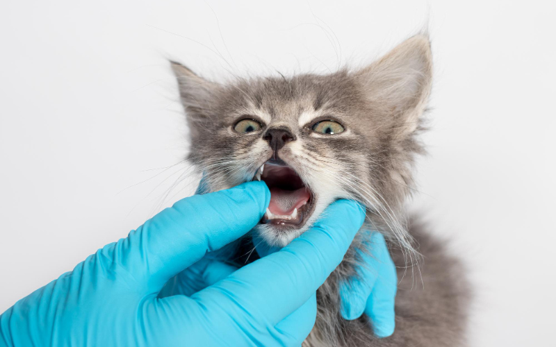 cat-showing-teeth-with-doctor