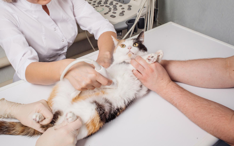 cat Ultrasound-doing-doctor